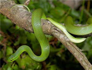 Greater Green Snake
