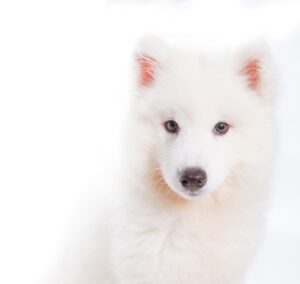 GreatPyrenees