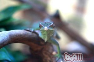 Green Anole