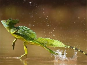 Green Basilisk (Plumed Basilisk)