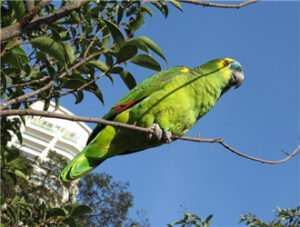 Green-Cheeked Amazon