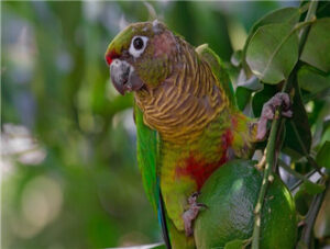 Green-cheeked Conure