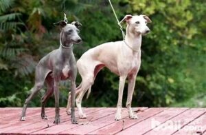 Greyhound