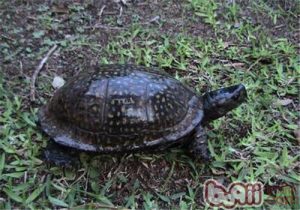 Gulf Coast Box Turtle
