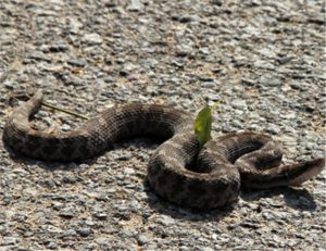 Halys Pit Viper