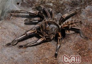 Haplopelma albostriatum