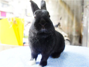 Havana Rabbit