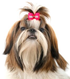 Havanese