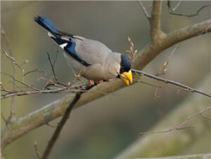 Hawfinch