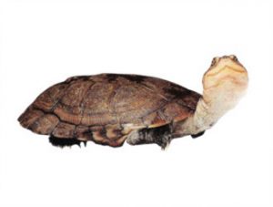 Helmeted Turtle