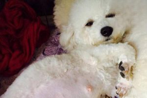 Helping Your Dog Through a Safe Pregnancy