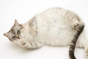 Helping Your Pregnant Cat Through a Safe Pregnancy
