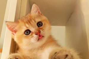 Hemothorax (Blood in the Chest) in Dogs and Cats: Symptoms, Treatment, and Prevention