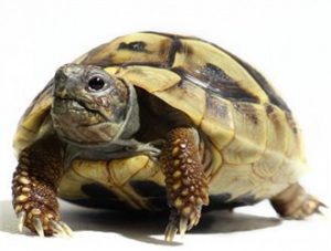 Hermann’s Tortoise