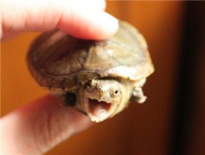 Herrera’s Mud Turtle