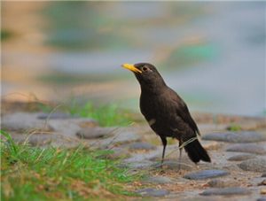 Hill Myna