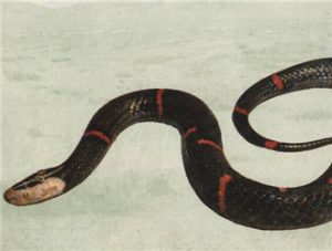Himalayan Burrowing Viper