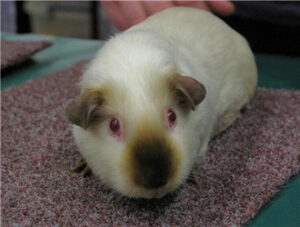 Himalayan Guinea Pig