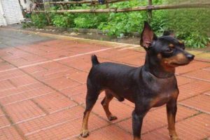 Histoplasmosis in Dogs and Cats: Symptoms, Treatment, and Prevention