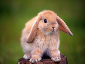 Holland Lop
