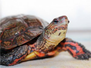 Honduran Painted Wood Turtle