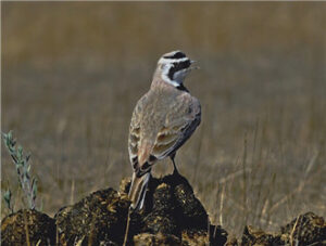 Horned Lark