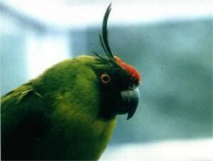 Horned Parakeet