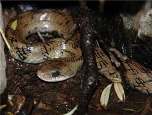 Hot-spring Snake