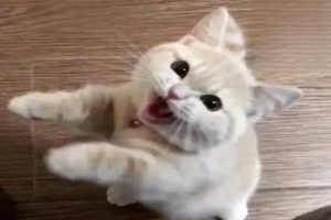How Abnormal Bleeding in Cats Is Diagnosed and Treated
