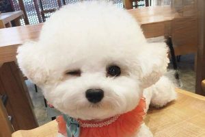 How Does a Dog Recognize Its Owner?