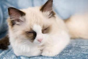 How Long Does Ringworm Take to Heal After Treatment?