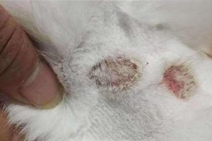 How Long Does Ringworm Take to Heal in a Kitten