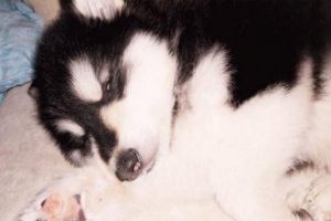 How Long Until a Dog with Parvo Stops Bleeding?