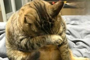 How Many Days Can a Cat Go Without Food?