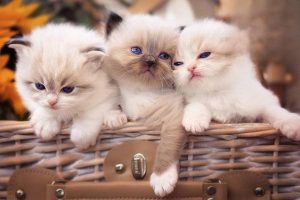 How Much Does It Cost to Keep a Cat Each Month?