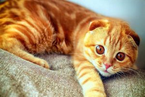 How Often to Wash Your Cat’s Food and Water Bowls