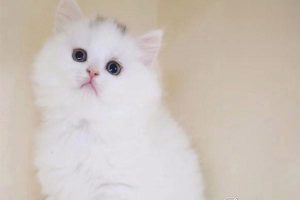 How to Adopt a Stray Cat