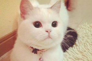 How to Care for a Cat With Heavy Eye Discharge