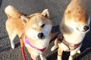 How to Care for a Shiba Inu