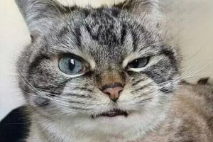 How to Care for Your Cat’s Nose in Dry Winter