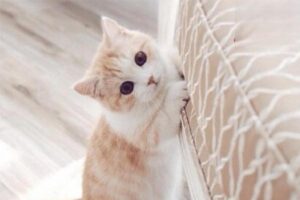 How to Care for Your Cat’s Teeth and Mouth