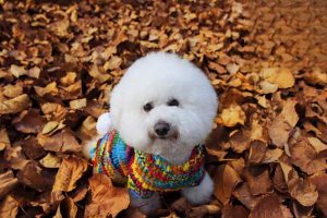 How to Care for Your Dog’s Coat