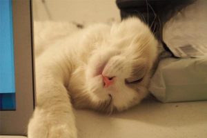 How to Choose and Switch Your Cat’s Food