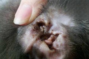 How to Clear Cat Ear Mites Quickly