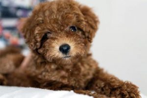 How to Deworm a Teddy (Toy Poodle)