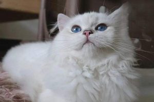 How to Get Rid of Fleas on Your Cat Fast