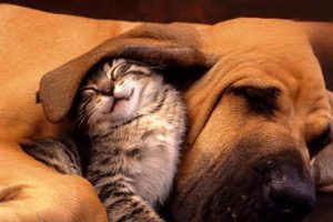 How to Identify Ringworm in Cats and Dogs