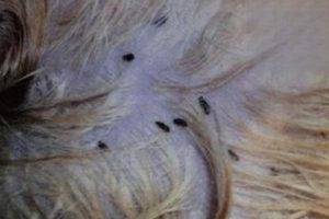 How to Kill Fleas on Your Cat