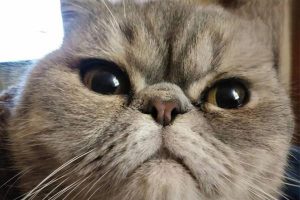 How to Make Up With an Angry Cat