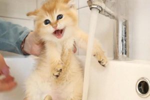 How to Make Your Cat Happy Through Play